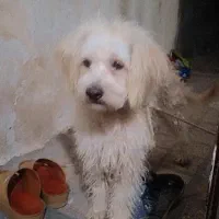 سگ تر تمیز پشمالو  قیمت توافقی