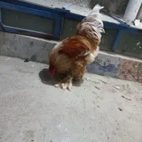 برهمای واقعی و اصل|حیوانات مزرعه|زاهدان, |دیوار