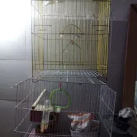 3عددقفس پرند