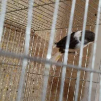 ساعت  قناری