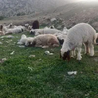 فروش کود حیوانی