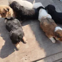 سلام به  عزیز تعداد هفت توله سگ به فروش میرسد