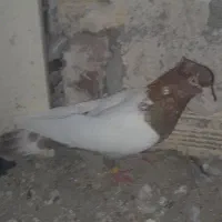 کبوتر سینهای|پرنده|میانه, |دیوار