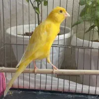 قناری نر طلایی کشیده پابلند جوان بخون