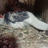 سار|پرنده|رفسنجان, |دیوار