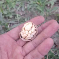 فروش گردوی کاغذی|خوردنی و آشامیدنی|شاهین دژ, |دیوار