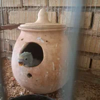 جوجه طوطی برزیلی برای سرلاکی و دستی کردن