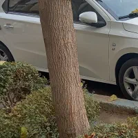 کلید تارا محدوده چهار باغ بالا گم شده