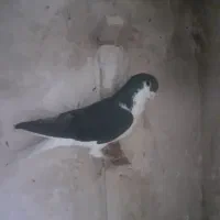 خال سرخ|پرنده|چناران, |دیوار