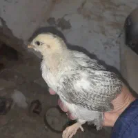 جوجه محلی ۱ ماهه