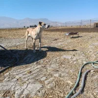 واگزاری توله سرابی|سگ|دورود, |دیوار