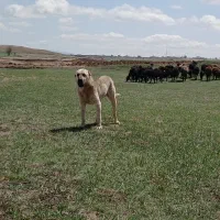سگ گله