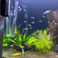 اکواریوم شرکتی پلنت گیاهی|ماهی|مشهد, رضاشهر|دیوار