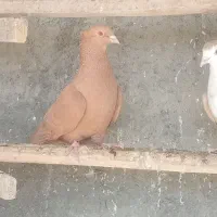 کبوتر رنگی.|پرنده|مبارکه, |دیوار