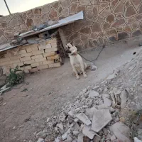 سگ سرابی|سگ|زنجان, |دیوار