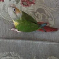 گرینچیک گمشده