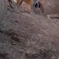 سگ پا کوتاه