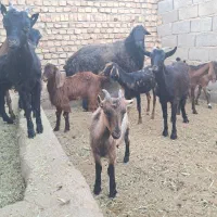 بزغاله ماده|حیوانات مزرعه|گرمسار, |دیوار