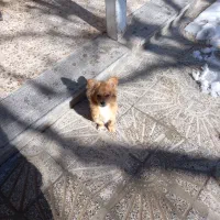 پامر روباهی