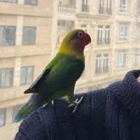 طوطی کوتوله برزیلی فول فول اهلی و دستی|پرنده|تبریز, |دیوار