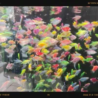 فروش ویژه آذر ماه آغازشد کالر + گلوفیش+ماهی رنگی|ماهی|مشهد, فاطمیه|دیوار