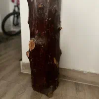 دو عدد تنه ی درخت