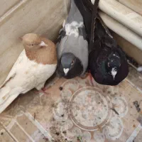 کبوتر پلاکی و زاغ و کله ای