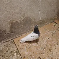 معاوضه با قناری عروس هلندی|پرنده|اندیشه, اندیشه فاز ۱|دیوار