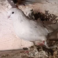 کفترپرشی|پرنده|شریفآباد, |دیوار