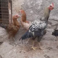 سه عدد جوجه خروس لاری
