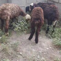 بره|حیوانات مزرعه|گنبد کاووس, |دیوار