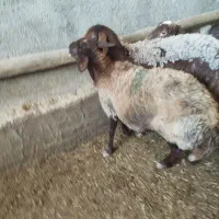 میش چاق