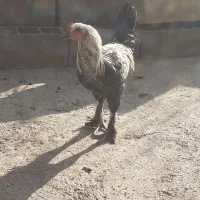 خروس پاپر جوان