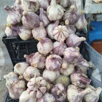 سیر