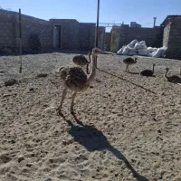 شتر مرغ 80روزه و 60روزه بفروش می‌رسد