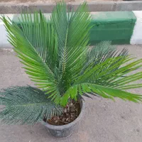 بنسای میخک هندی|گل و گیاه طبیعی|قم, شهدا|دیوار