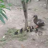 جوجه اسراییلی