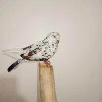 یک عدد کبوتر پرشی|پرنده|چالدران, |دیوار