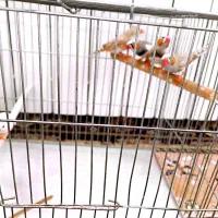 فنچ نر|پرنده|سبزوار, قصبه شرقی|دیوار