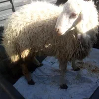 سلاخ قصاب سیار با امکانات مرادی