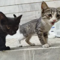 بچه گربه