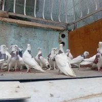 کبوتر طوقی شازده. سفید|پرنده|اصفهان, باب الدشت|دیوار
