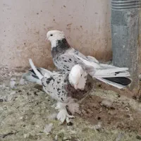 ی جفت هما سرور پا چکمه ای|پرنده|نسیم‌شهر, |دیوار