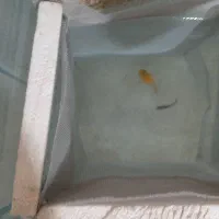 ماهی مولی|ماهی|زاهدان, |دیوار