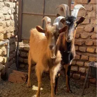 بزغاله نر آلپاین.سانن