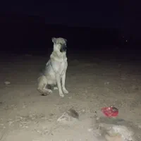 سگ ماده سراب