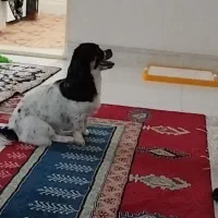 گمشده سگ|سگ|مشهد, آبکوه|دیوار