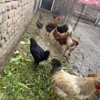 مرغ و خروس محلی سالم