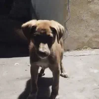 توله سگ ماده