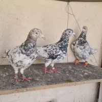 ۳تا کبوتر سرور